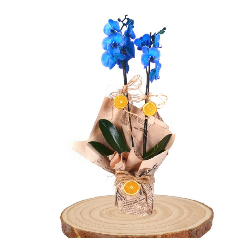 Mavi  Orkide & Sürpriz Bolçi Çikolta